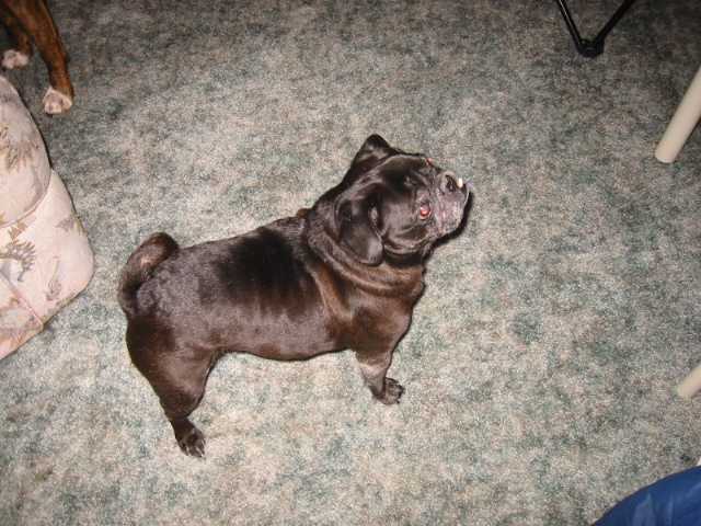 butchie