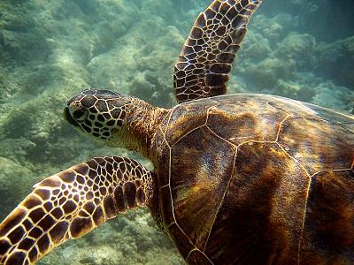 turtle.jpg