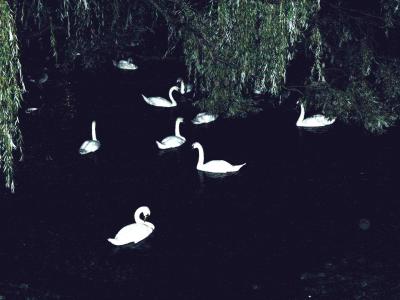 Geneva_swans at night_s.jpg