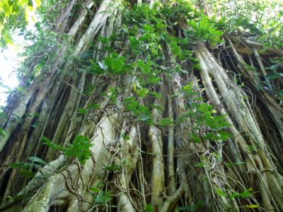 Banyan tree