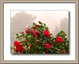 Camelias in the mist