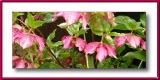 Winter rose - Hellebore