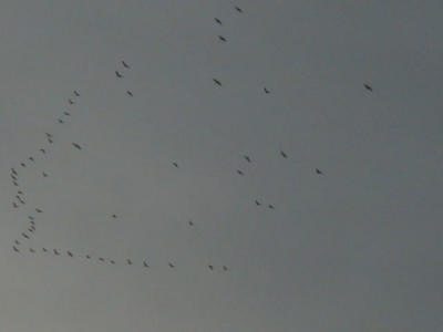 P1010013.JPG
