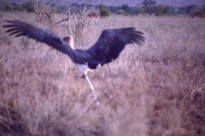 Maribou Stork Taking Off