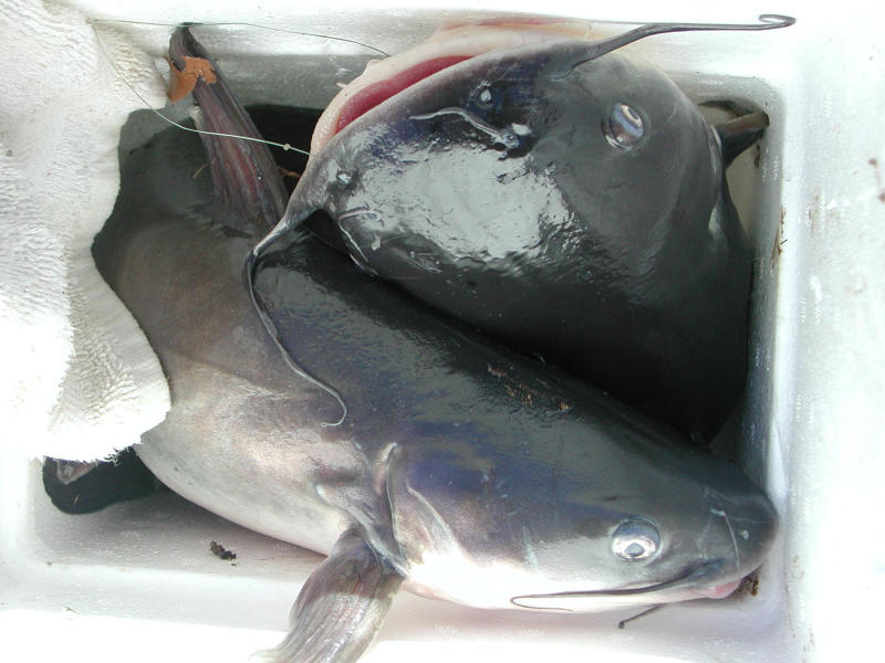 Two large catfish