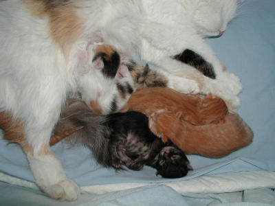 The copy of the mom takes advantage of the situation - the others are sleeping.