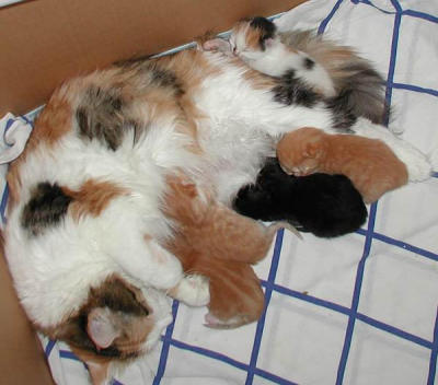 Siberians kittens are growing - siperiankissanpennut kasvavat