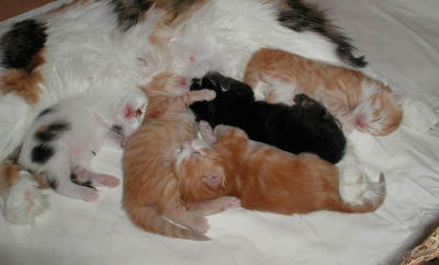 Kittens ten days old.