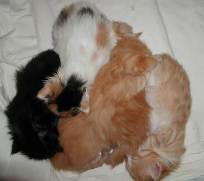 All kittens napping together. Pennut torkkumassa yhdess.