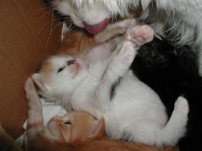 Siiri grooming the kittens, the trbie girl is happy