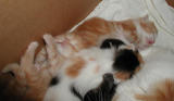 Kittens 2 weeks old -  kaksiviikkoiset pennut pesssn