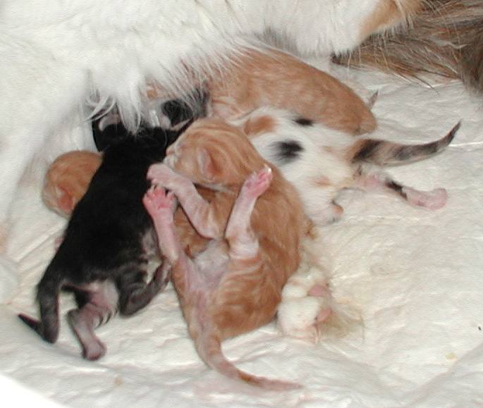 Kittens right after the birth on Dec. 11. 2001