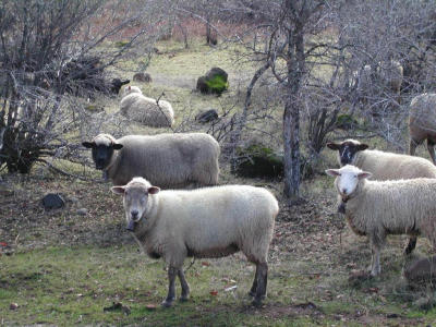 sheep at bee farm