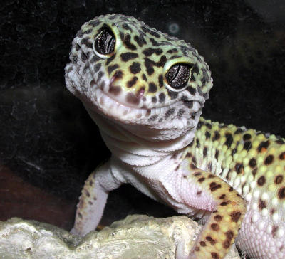 Smiling Gecko.  NOT Geico.