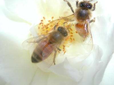 Two honeybees.  Do not try this at home.