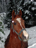 al the Arab in snowstorm
