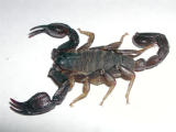 The Scorpion king