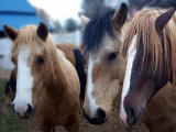 Wild horses, Wild Horse Sanctuary, Manton, California