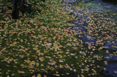 A rare sight. Fallen leaves are quickly gathered from the ground. This exact spot was leafless just a day later.