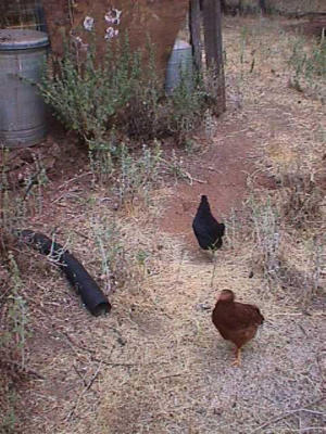 Chickens!