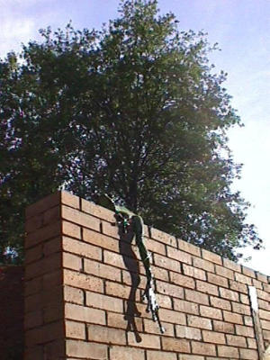 Frog on the wall... They are limited edition bronze frogs by Sculptor, Tim Cotterill.