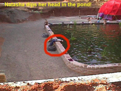 Natasha cools her head in the pond!