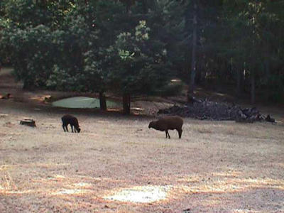 Sheep... They were a talkative bunch!