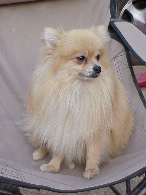 doggy2.jpg