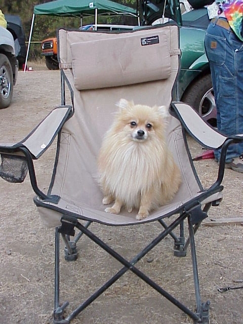 doggy3.jpg