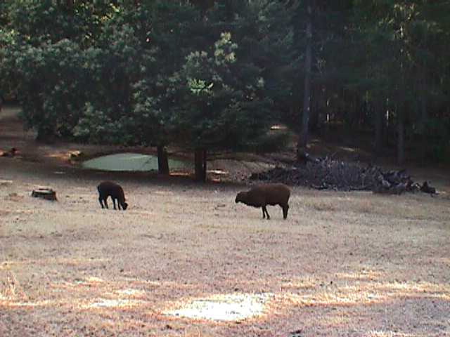 Sheep... They were a talkative bunch!