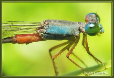 Ceriagrion cerinorubellum