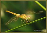 <em>Crocothemis servilia</em>