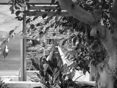 thru the window