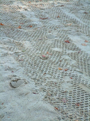 sandtracks.jpg