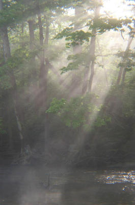 treefog2.jpg