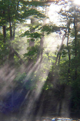 treefog3.jpg