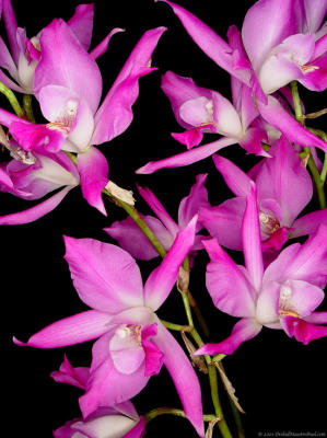Laelia gouldiana