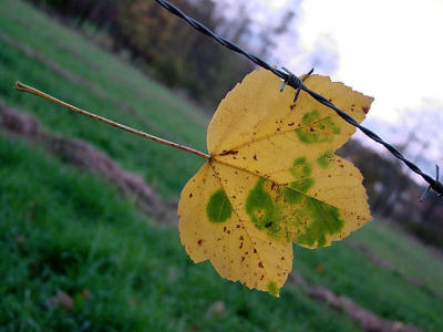 DSC01894.jpg