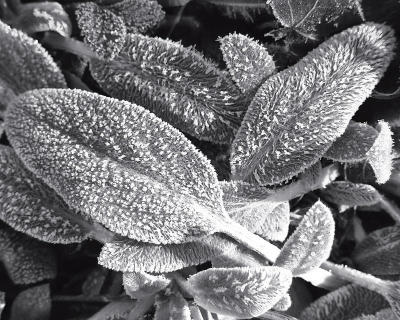 Frost on the Lambs Ears