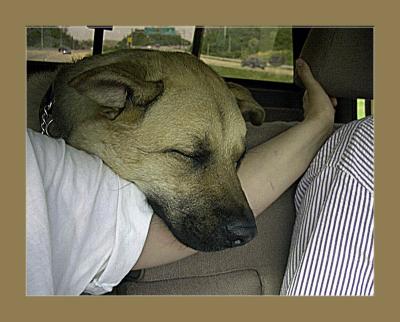 Napping In The Truck