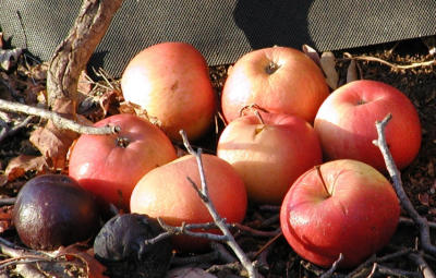 Apples