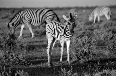 baby zebra