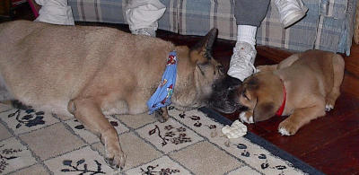 Brownie & Lady playing tug-of-war with...?