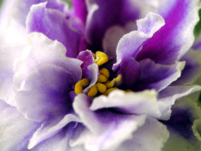 2100- African Violet