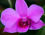 2100- Miniature Orchid