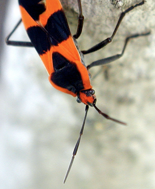 3040- Bug