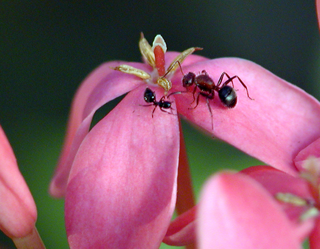 2100- Ants