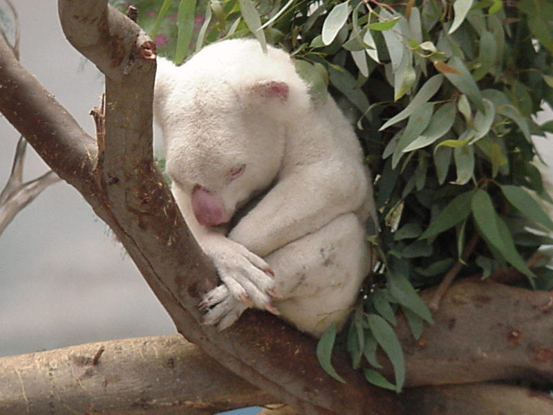 Albino Koala, San Diego Zoo