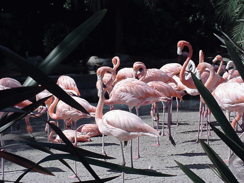 Flamingos