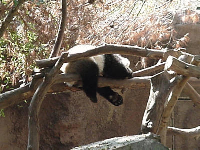 Napping Panda, San Diego Zoo, Oct. 2000